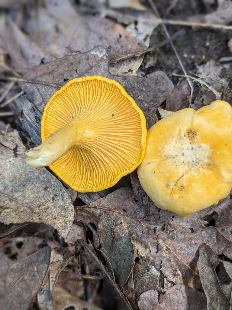 chanterelles from Short Bend Township, MO, USA on August 12, 2023 at 03