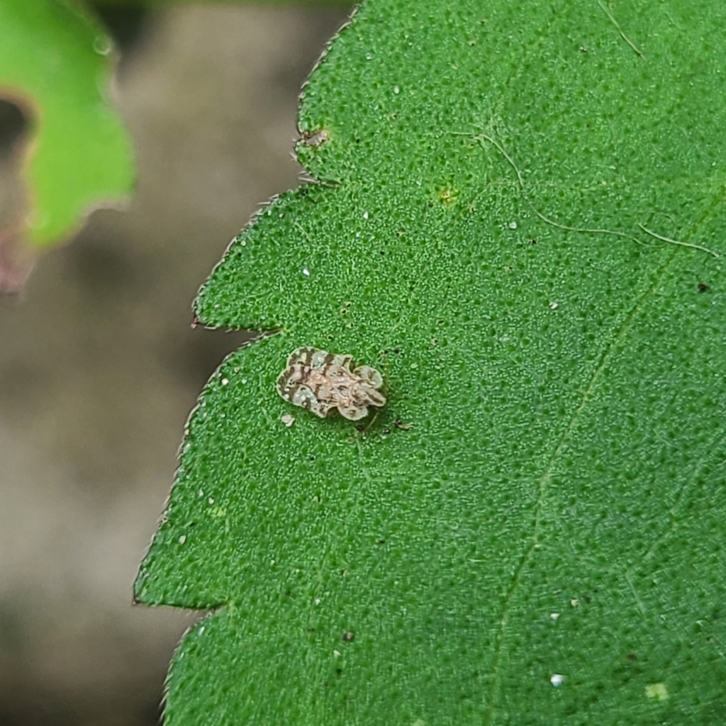 Chrysanthemum Lace Bug in August 2023 by menagimari · iNaturalist