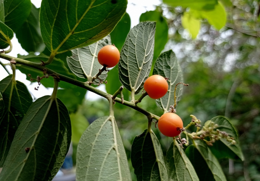 Spiny Hackberry from 82532 Sin., México on August 17, 2023 at 1006 AM