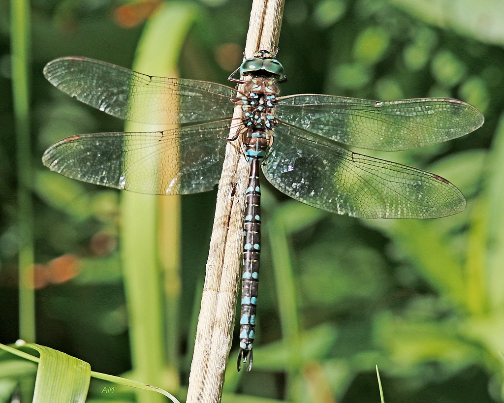 Canada Darner from Yamachiche, QC, Canada on August 21, 2023 at 0532 PM by Alain Maire. RN de
