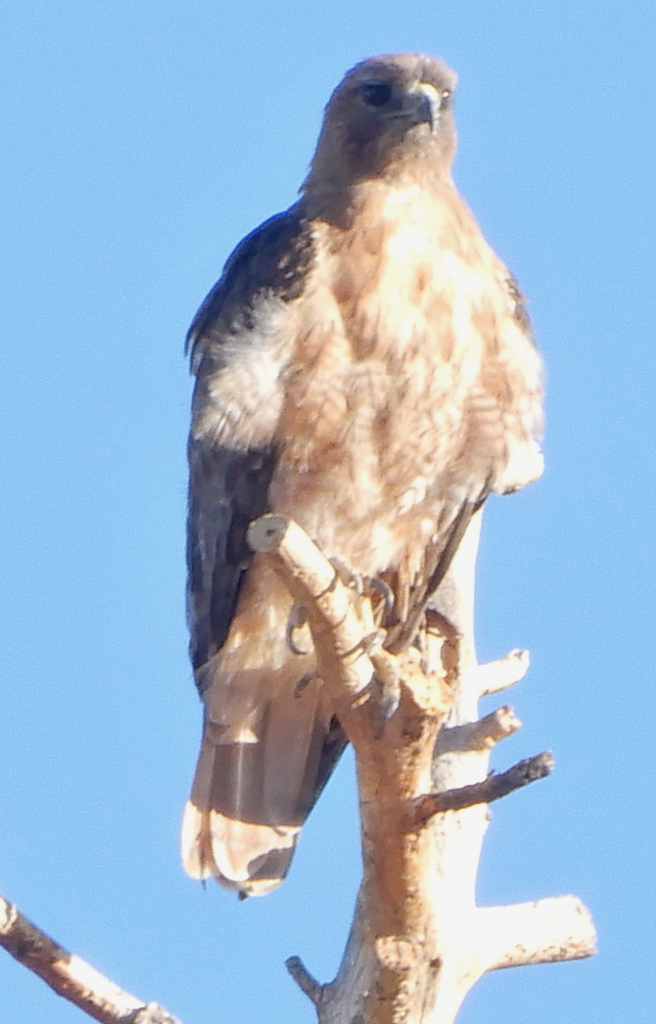 Western Redtailed Hawk from NM4 on August 13, 2023 by ellen hildebrandt · iNaturalist