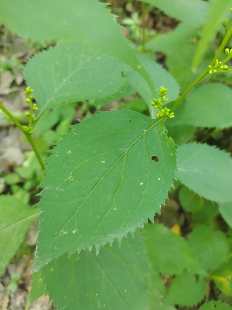 broadleaved goldenrod from Cawthra Mulock Nature Reserve on August 22