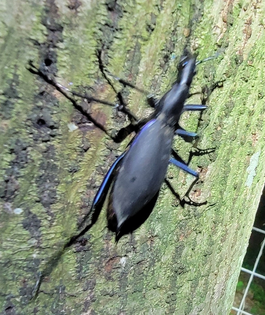 Japanese Snaileating Beetle from Daisen, JPTT, JP on August 22, 2023