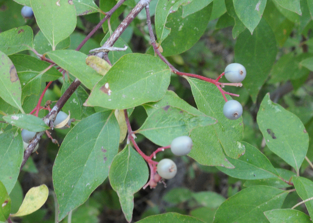 red osier dogwood from Horseshoe Ranch Wildlife Area, CSNM, Siskiyou