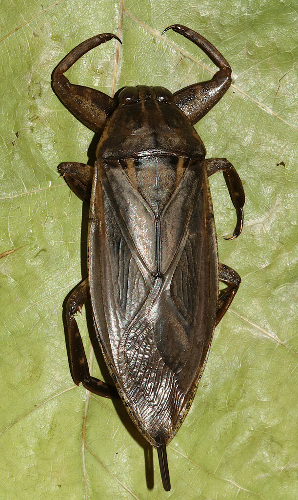 Uhler's Giant Water Bug from Needham, Craighead Co., AR, USA on August