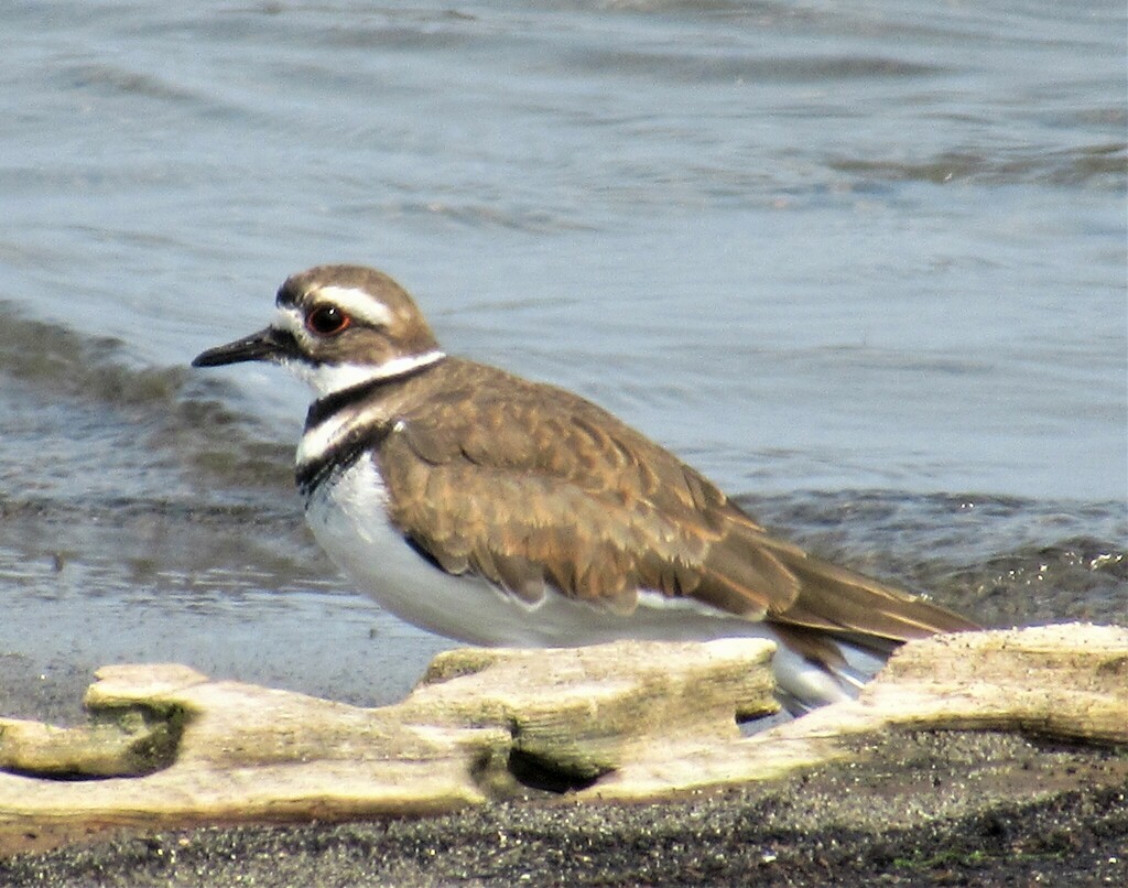 Killdeer from Jetty Island, Everett, WA on August 24, 2023 at 0124 PM