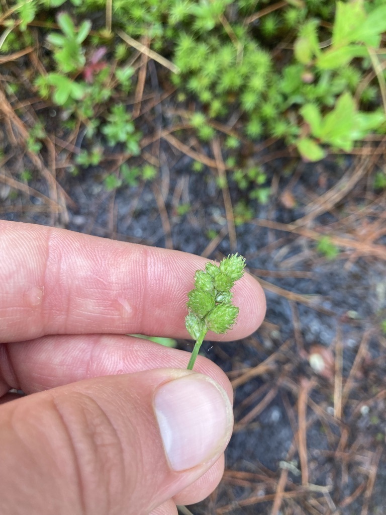 clustered sedge from Orland, ME, USA on July 16, 2023 at 0138 PM by