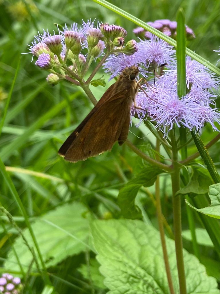 Broadwinged Skipper from Glendale Rd, Ossining, NY, US on August 25