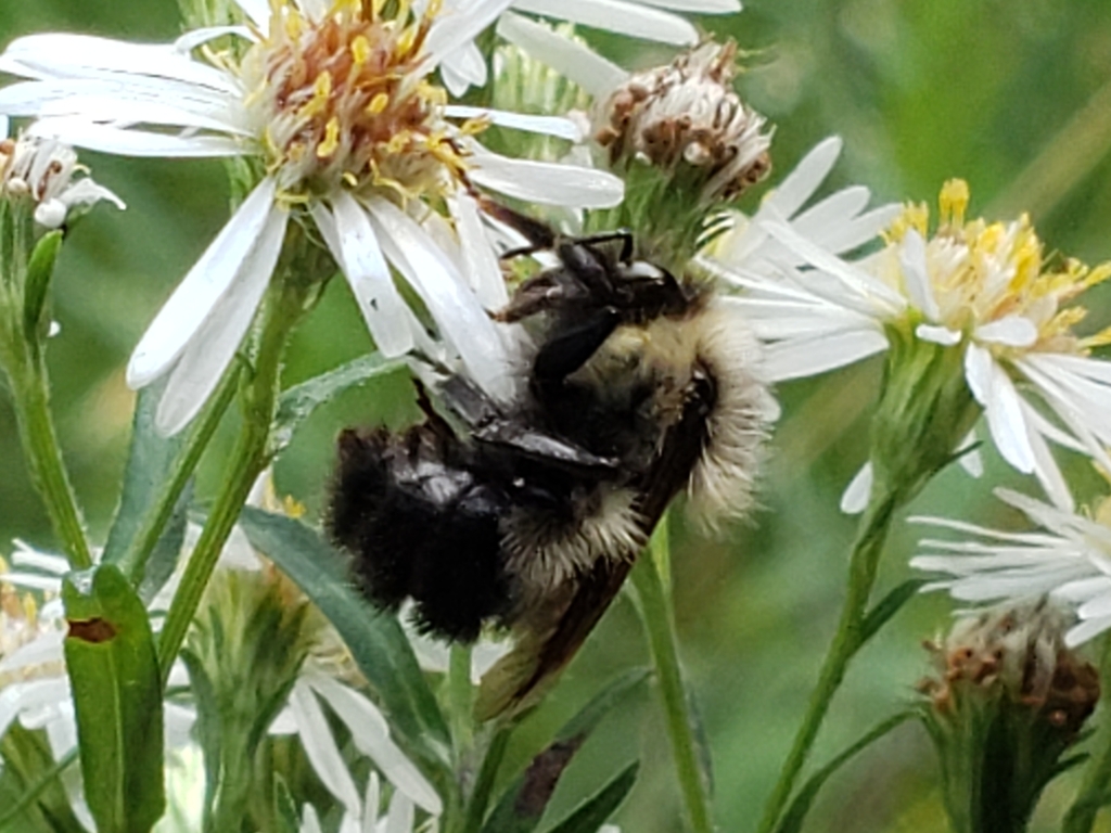 Halfblack Bumble Bee from Echo Bay, ON P0S 1C0, Canada on August 26