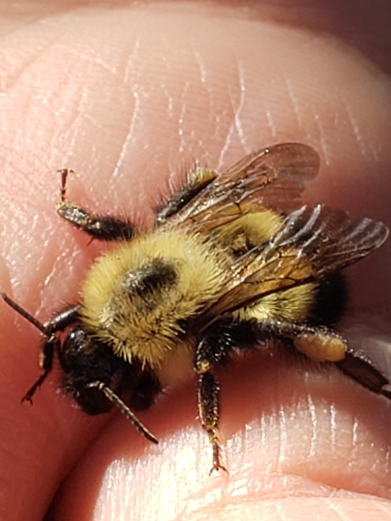 Pyrobombus from Echo Bay, Echo Bay, ON P0S 1C0, Canada on August 26