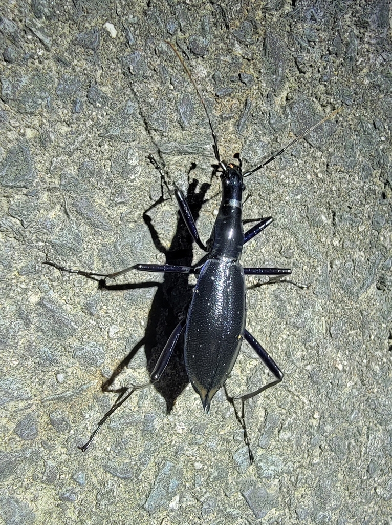 Japanese Snaileating Beetle from Daisen, JPTT, JP on August 26, 2023