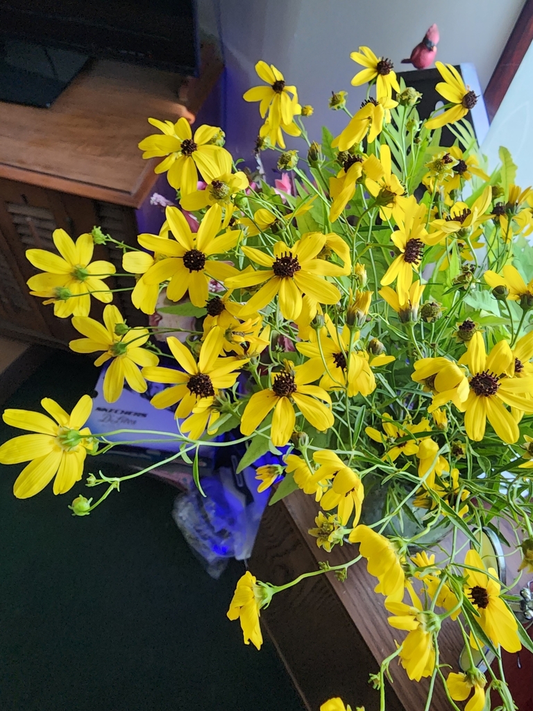 sunflowers, daisies, asters, and allies from Ida, MI 48140, USA on August 27, 2023 at 0511 PM