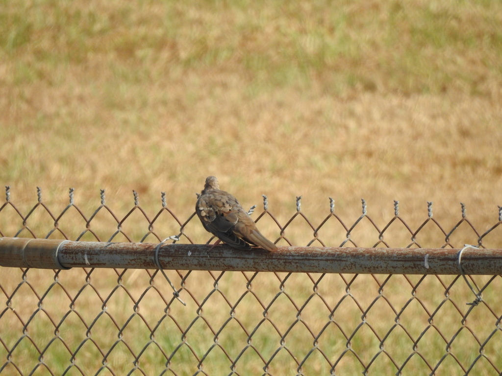 Mourning Dove from Lafayette, LA, USA on August 27, 2023 at 0945 AM by