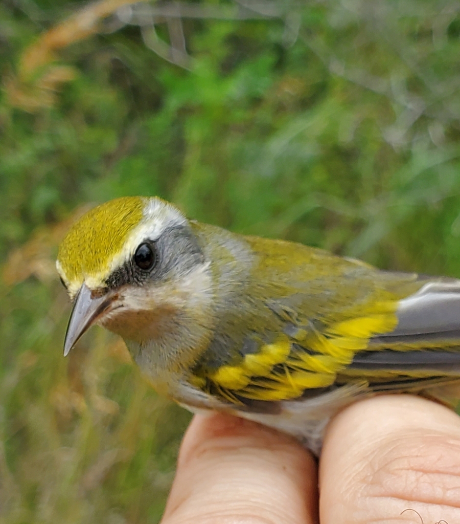 Goldenwinged Warbler from Cherokee, KS 66724, USA on August 27, 2023