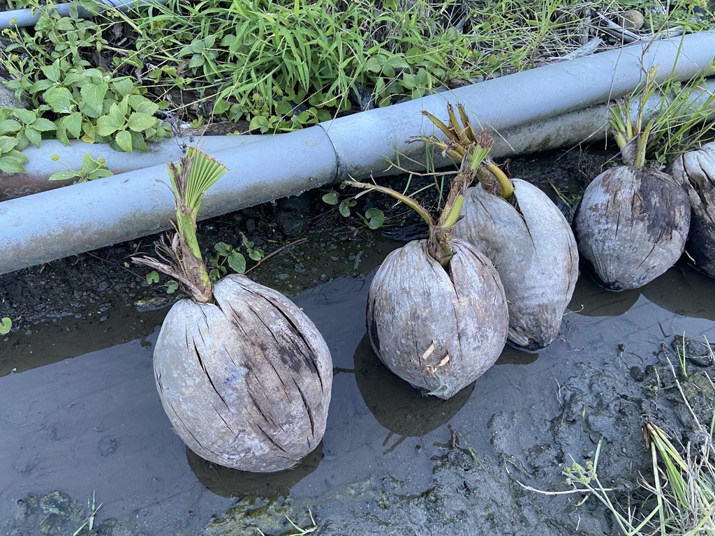 coconut palm from Taitung, Taiwan, Taiwan on August 26, 2023 at 0609
