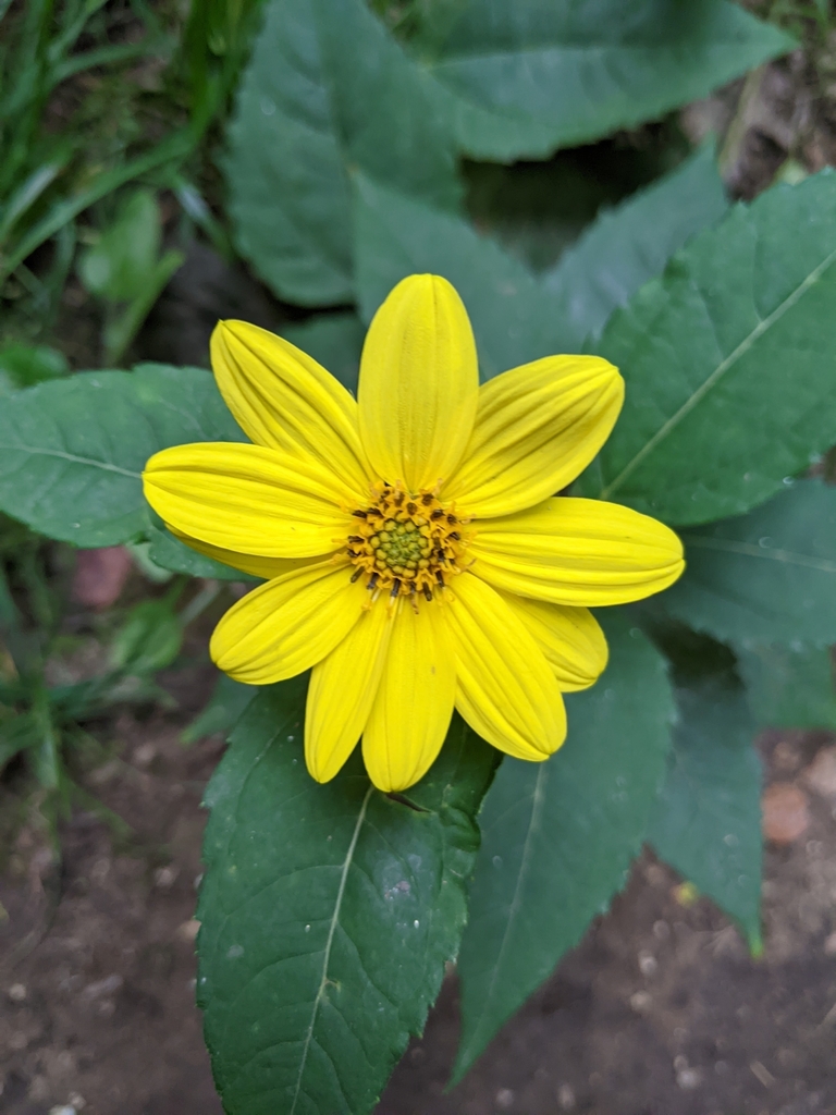 sunflowers, daisies, asters, and allies from mt. pisgah on August 14, 2023 by Maria B · iNaturalist