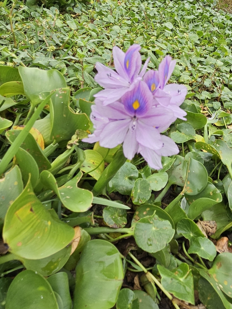 common water hyacinth from Baton Rouge, LA 70808, USA on August 28