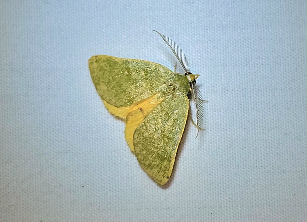 Bicolored Chloraspilates Moth from AbramPerezville, TX, USA on August
