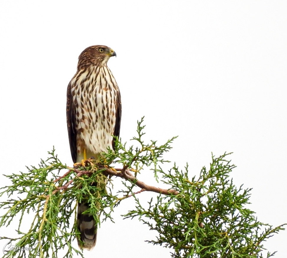 Cooper's Hawk from San Juan Sayultepec on August 28, 2023 at 0156 PM