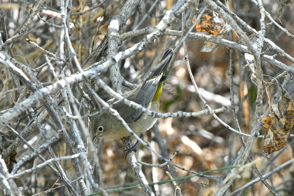 Virginia's Warbler from 49A W Frontage Rd, Santa Fe, NM 87507 on August