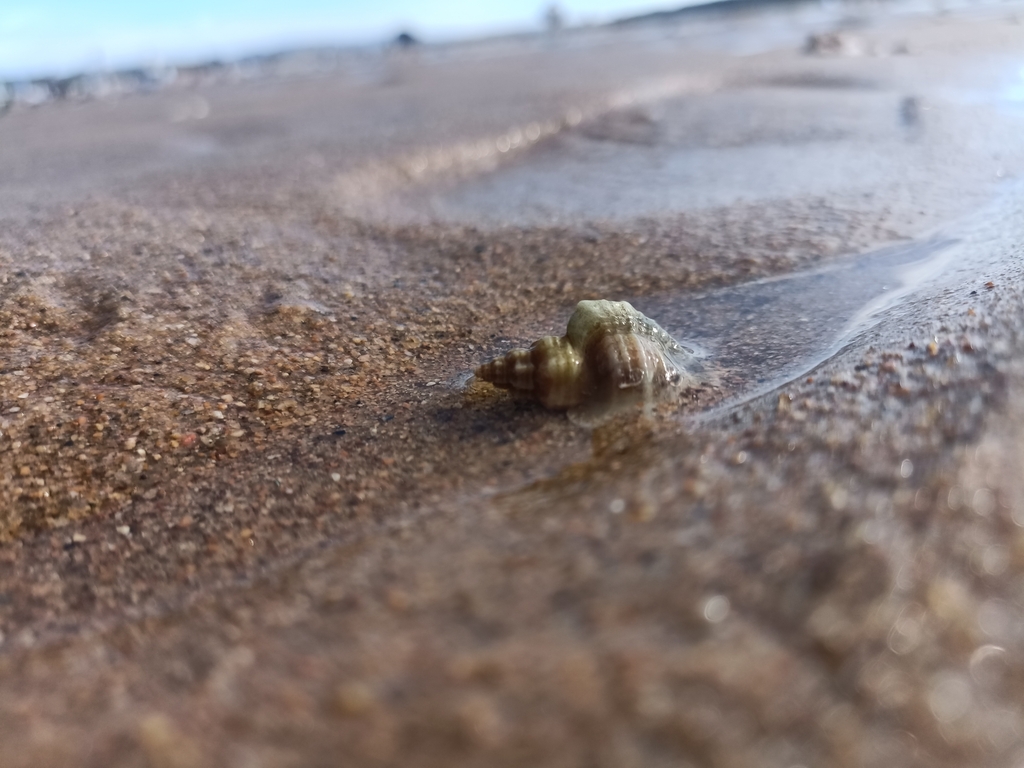 Japanese Oyster Drill from 山东省威海市环翠区泊于镇滨海大道 on August 30, 2023 at 0333 PM by ingester · iNaturalist