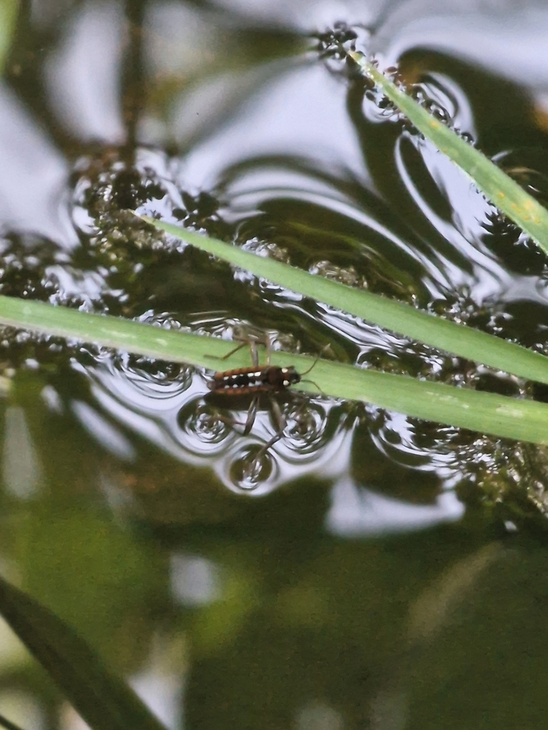 Water Crickets from Peterborough, England, GB on August 30, 2023 at 09