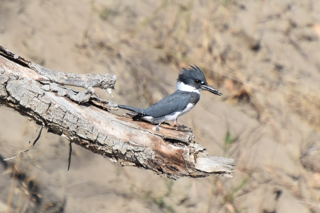 Belted Kingfisher from Medicine Hat, AB, Canada on August 26, 2023 at