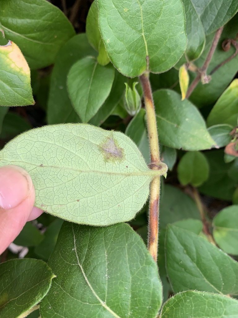 Honeysuckle Powdery Mildew in September 2023 by invasive_nerd · iNaturalist