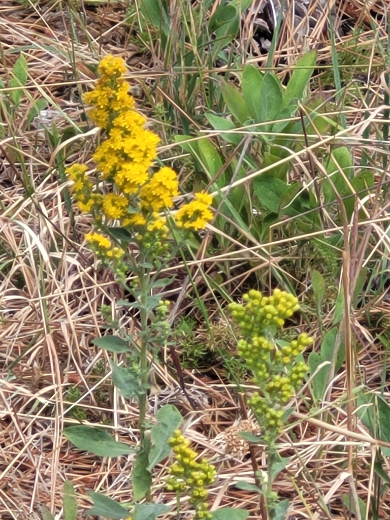 goldenrods from Mt Laguna, CA 91948, USA on September 1, 2023 at 1157