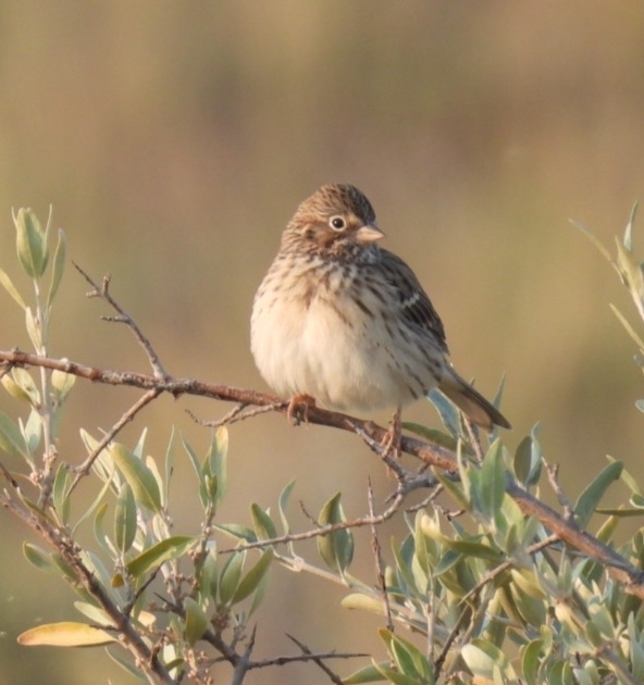 Vesper Sparrow from Truax, ND, USA on September 3, 2023 at 0839 AM by