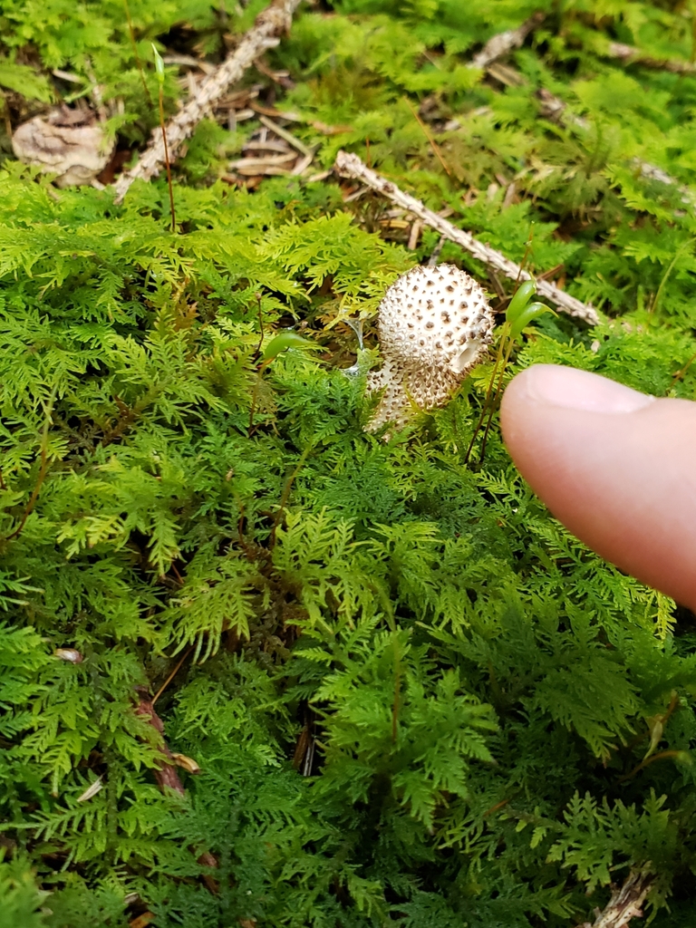 Something from Fabius, NY 13063, USA on September 3, 2023 at 0229 PM