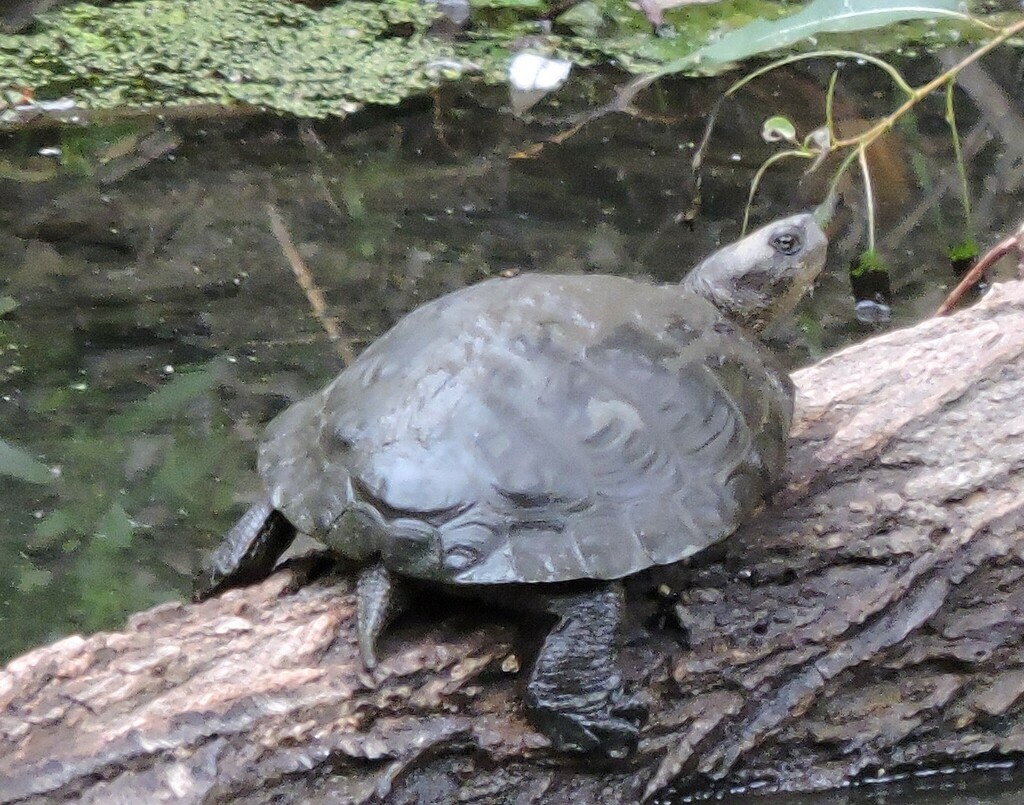 Western Pond Turtle from 767 Willowside Rd, Santa Rosa, CA 95401 on September 3, 2023 at 0448