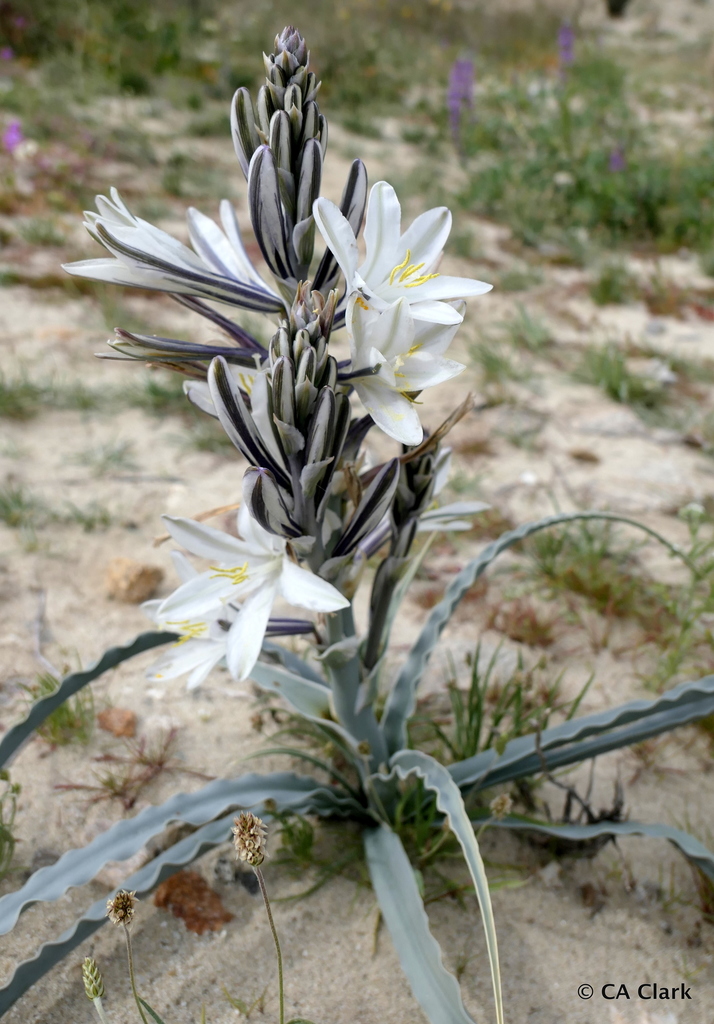 desert lily (Wildflowers of Metro Phoenix) · iNaturalist