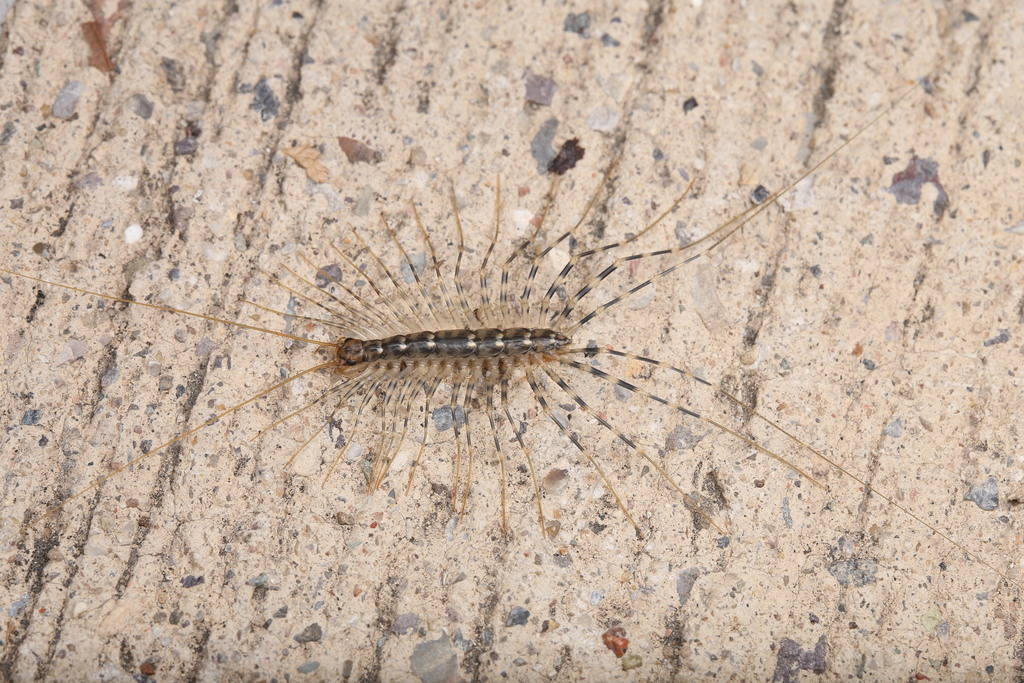 Japanese House Centipede from 中国北京市石景山区 on September 6, 2023 at 0814