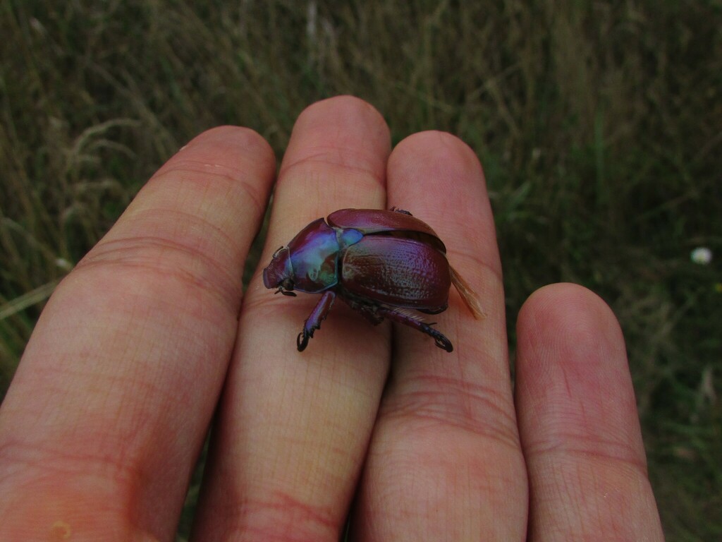 Christmas Beetles from Tubbamurra NSW 2365, Australia on March 11, 2023