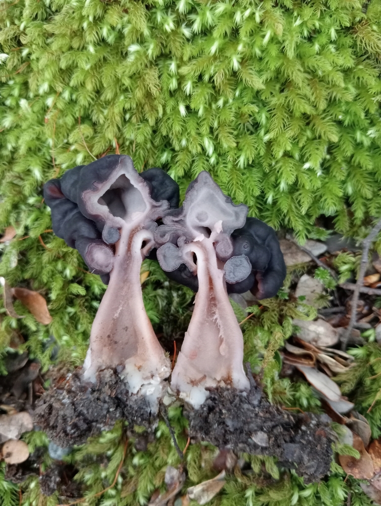 Southern False Morel from Greenstone, New Zealand on September 5, 2023