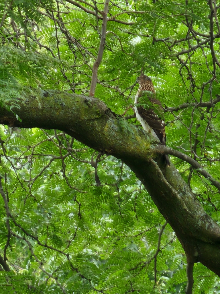 Cooper's Hawk from Uptown, Chicago, IL, USA on September 7, 2023 at 11