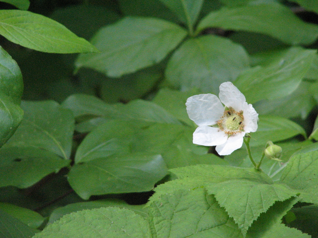 thimbleberry from 1170 CA4, Arnold, CA 95223, USA on June 12, 2007 at