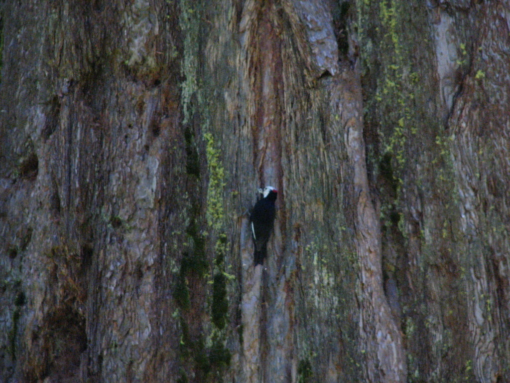 Whiteheaded Woodpecker from 1170 CA4, Arnold, CA 95223, USA on June