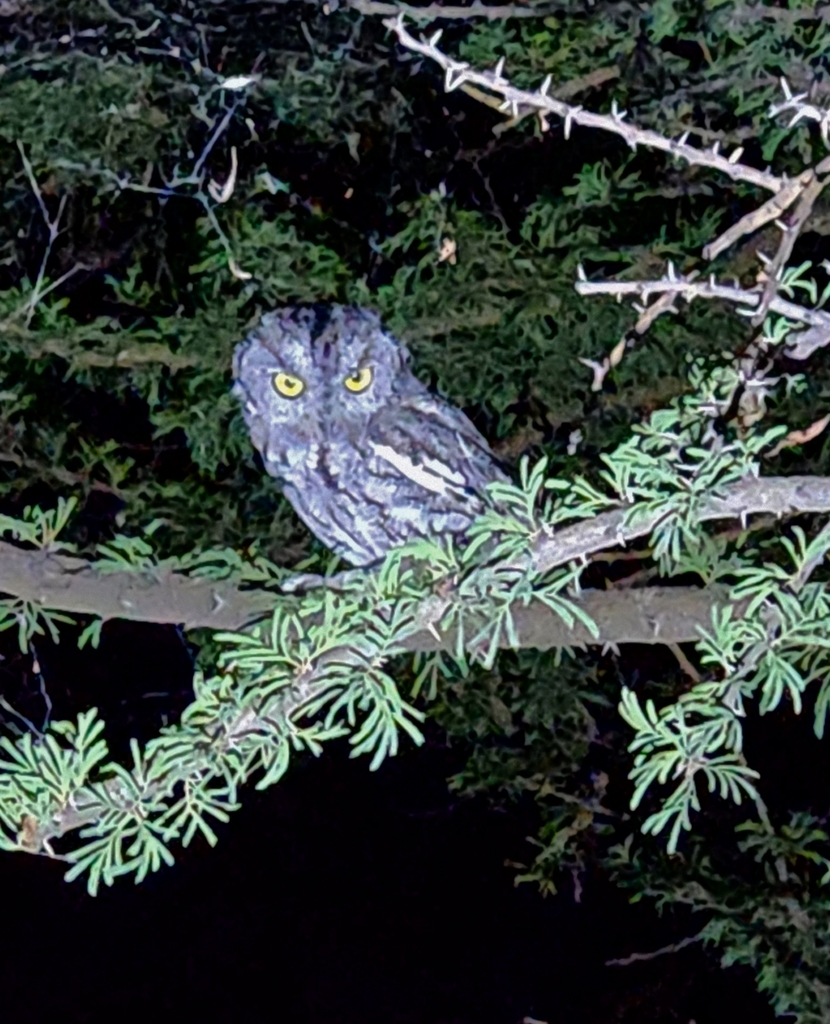 Western ScreechOwl from Chihuahua, MXCH, MX on September 6, 2023 at