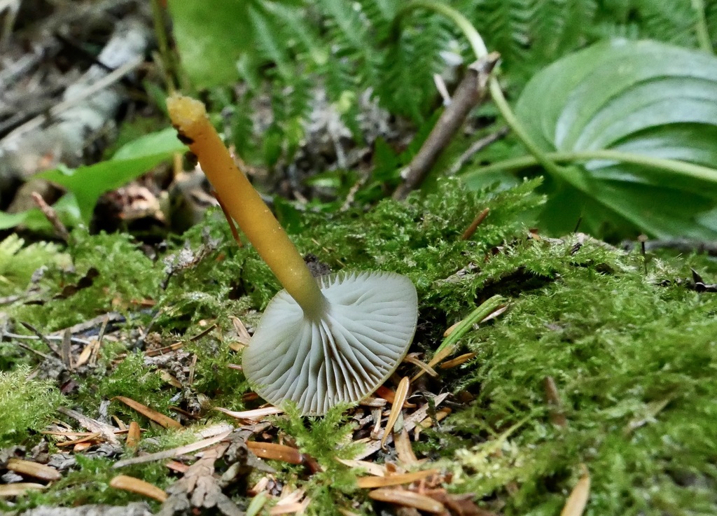 Heath Waxcap from Kamilche, WA, USA on September 8, 2023 at 0242 PM by