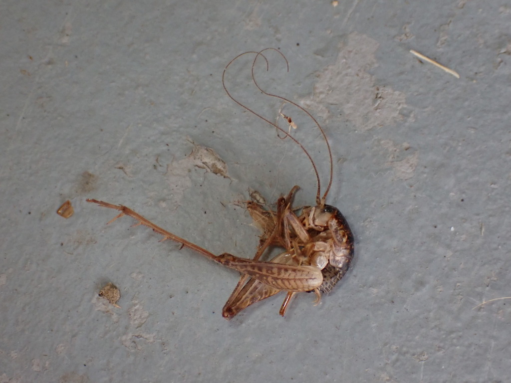 Camel Crickets, Cave Crickets, and Cave Wēta from Franklin County, MO