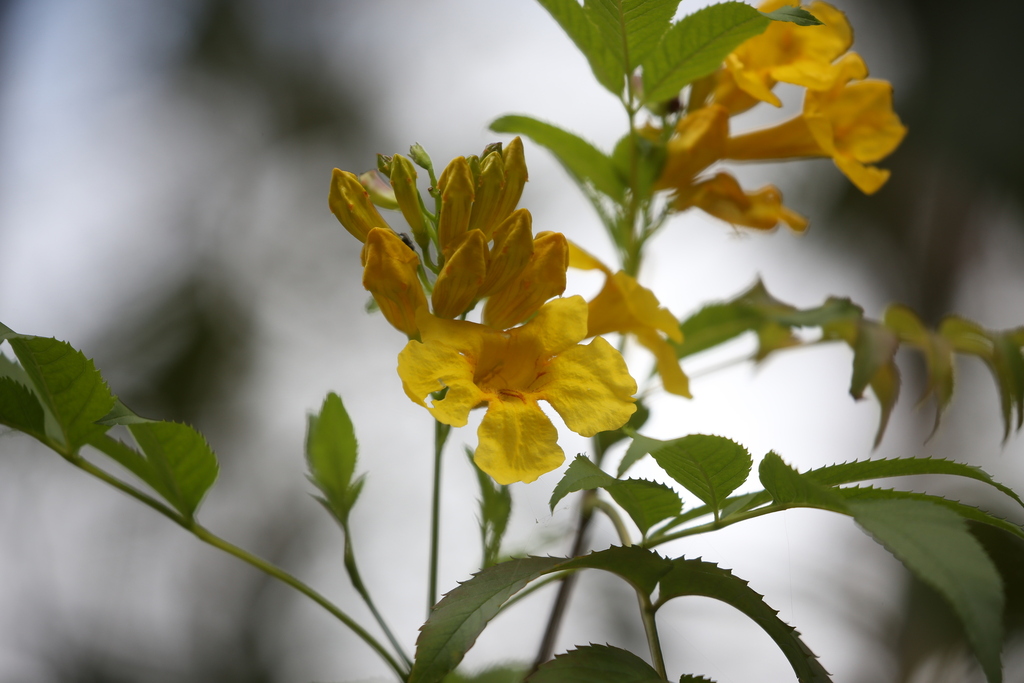 yellow trumpet flower from Nerang, Nerang, Queensland, Australia on