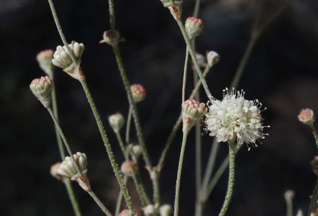 pinyon mesa buckwheat in June 2023 by James Bailey · iNaturalist