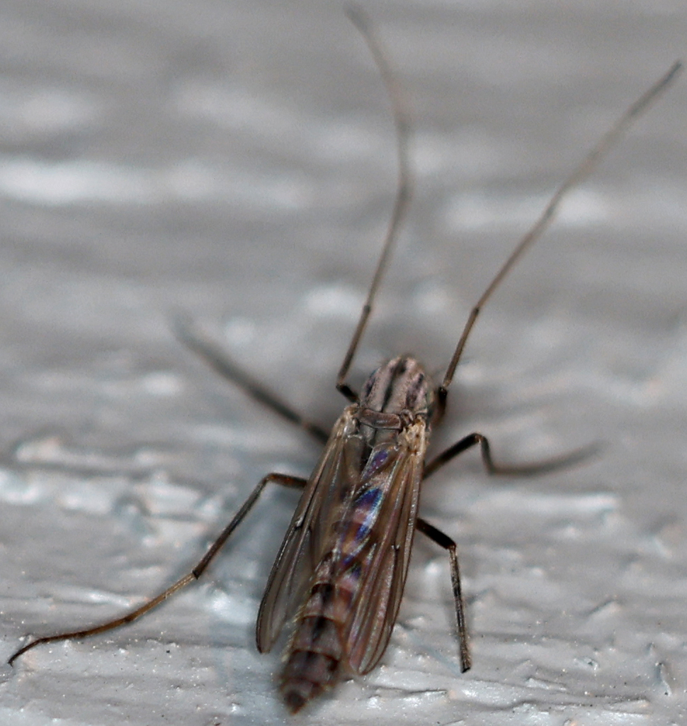 Nonbiting Midges from Shepard Settlement, Onondaga County, NY, USA on