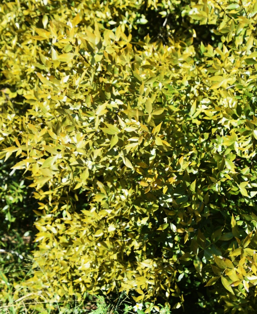 Scrub Hickory from Babson Park, FL 33827, USA on September 15, 2023 at