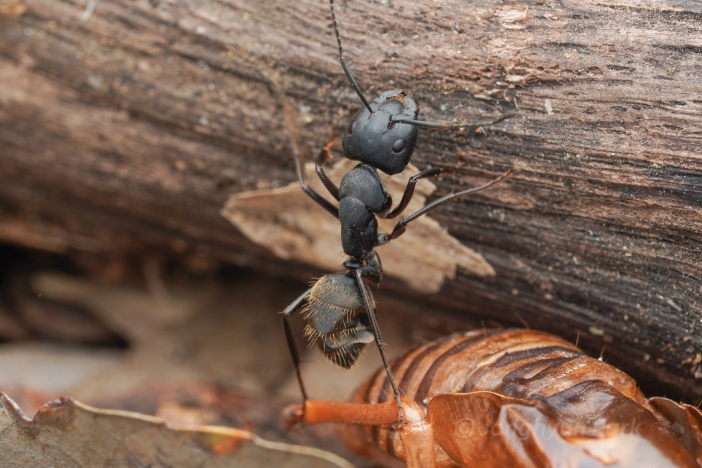 Japanese Carpenter Ant from 200125 Higashinakano, Hachioji, Tokyo 192