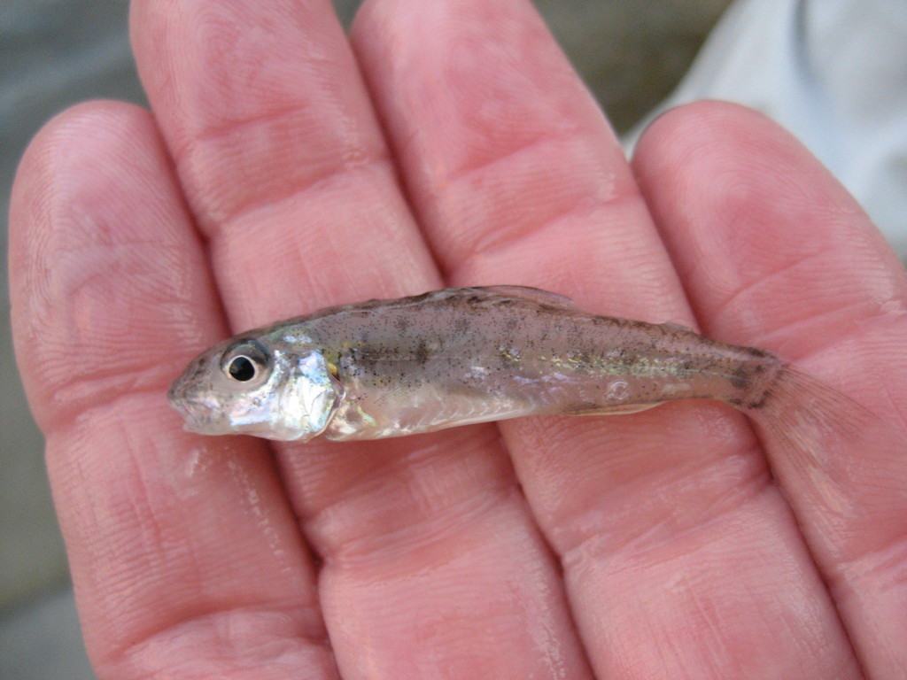 Troutperch (Freshwater Fish of Massachusetts) · iNaturalist