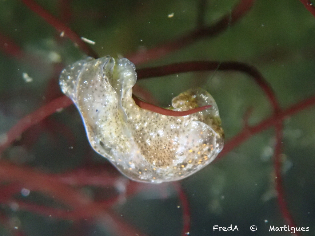 Japanese Bubble Snail from BouchesduRhône, ProvenceAlpesCôte d'Azur