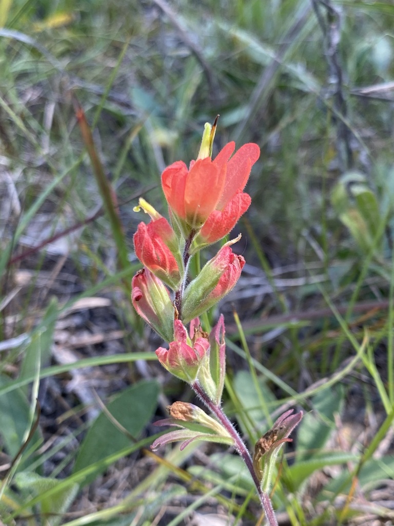 Paintedcup Paintbrush in September 2023 by jim. Weird thing to see